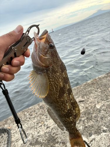 アブラコの釣果