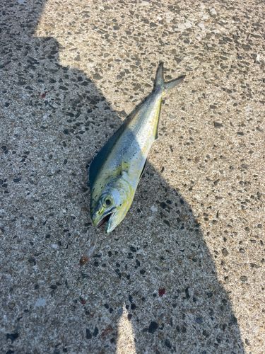 シイラの釣果