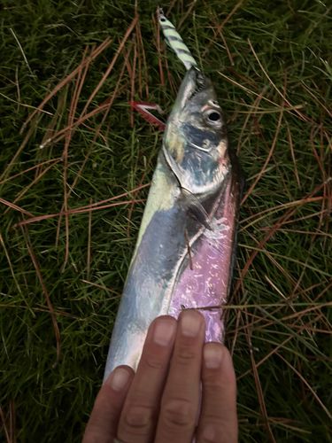 タチウオの釣果