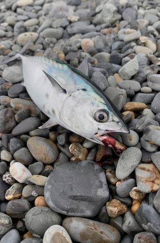 片浜海岸