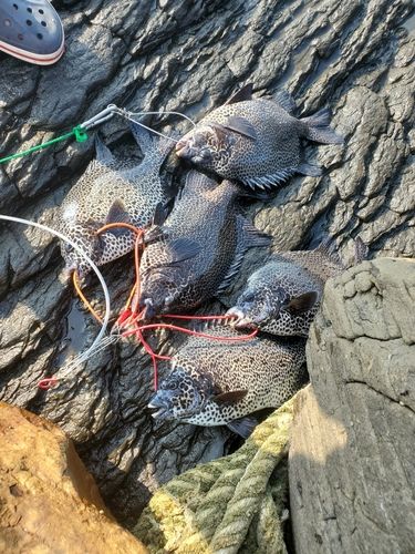 タイの釣果