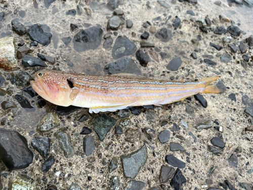 オキエソの釣果