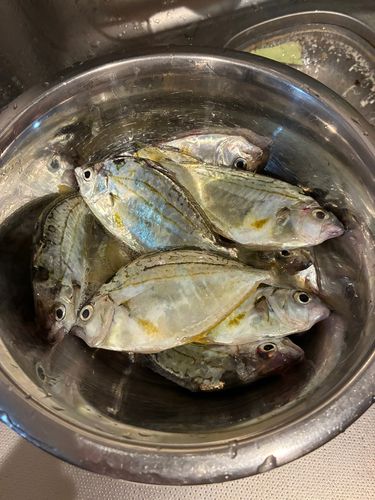 片瀬漁港