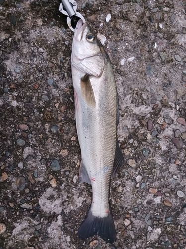 スズキの釣果
