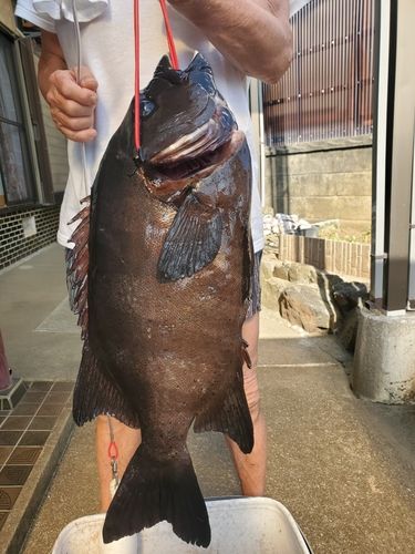 タイの釣果