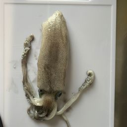 アオリイカ