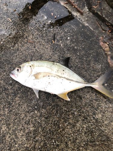 メッキの釣果