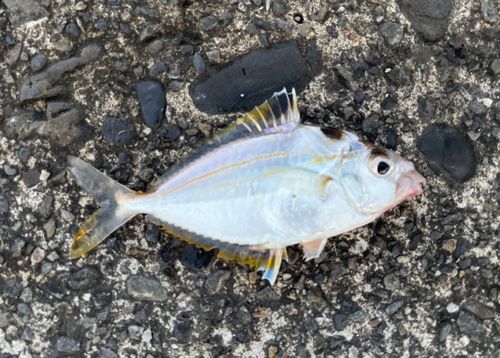 ヒイラギの釣果