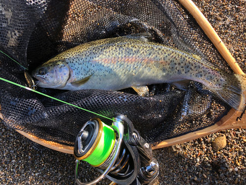 ニジマスの釣果