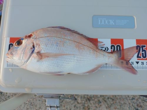 マダイの釣果