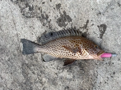 オオモンハタの釣果
