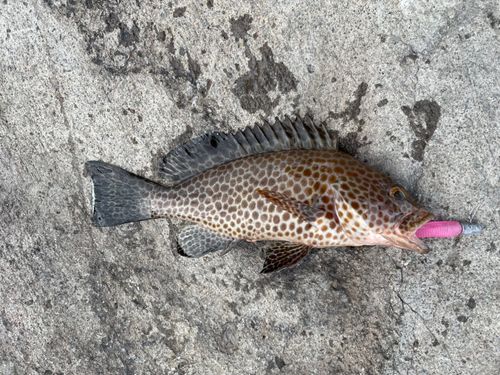 オオモンハタの釣果