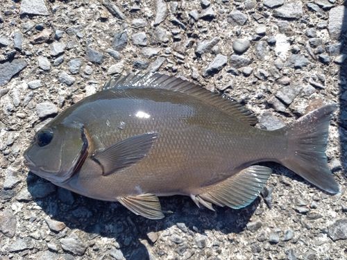オナガグレの釣果