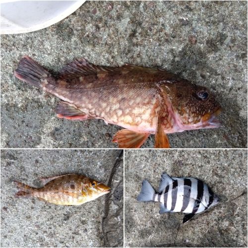 カサゴの釣果