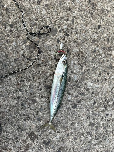 サバの釣果