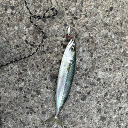 サバ