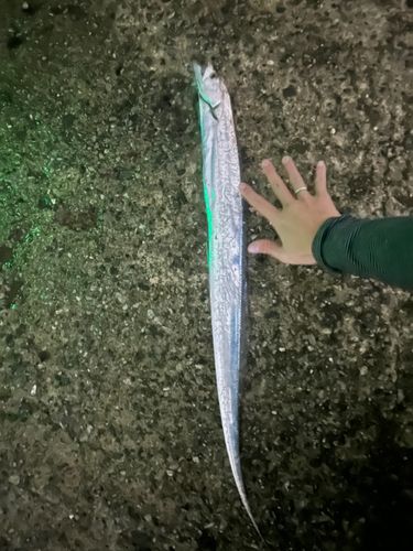 タチウオの釣果
