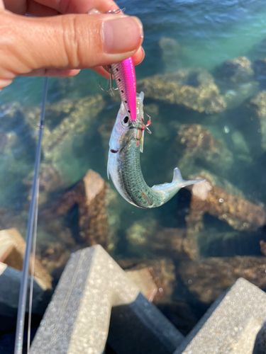マイワシの釣果