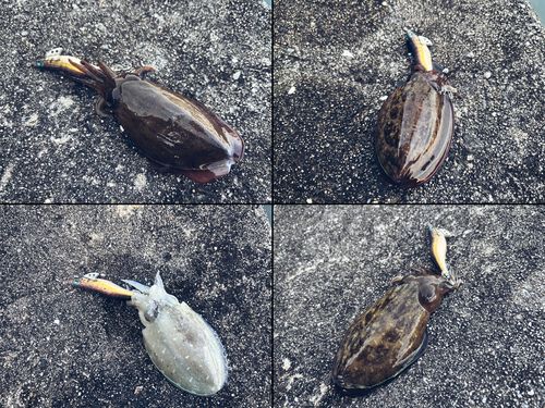 モンゴウイカの釣果