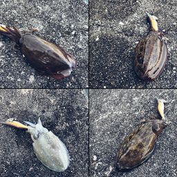 モンゴウイカ