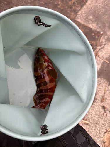アカハタの釣果