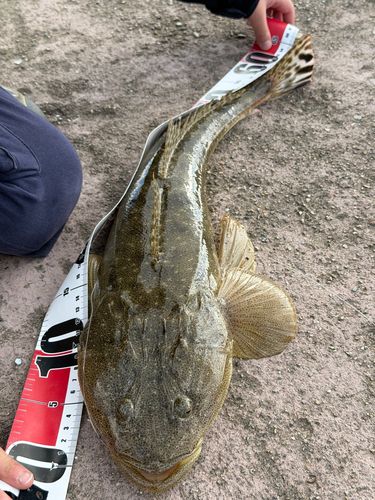 マゴチの釣果