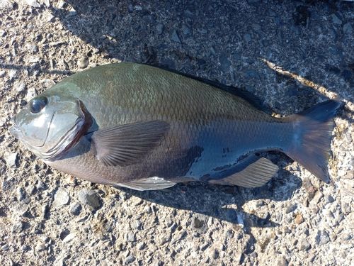 クチブトグレの釣果