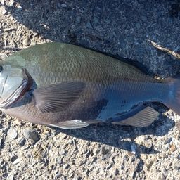 クチブトグレ