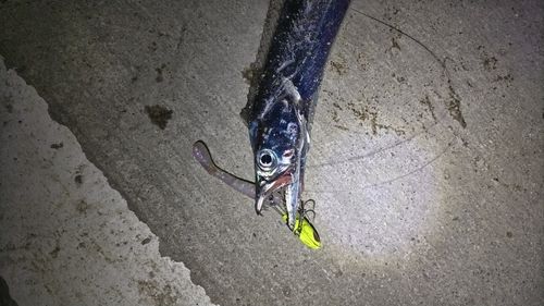 タチウオの釣果