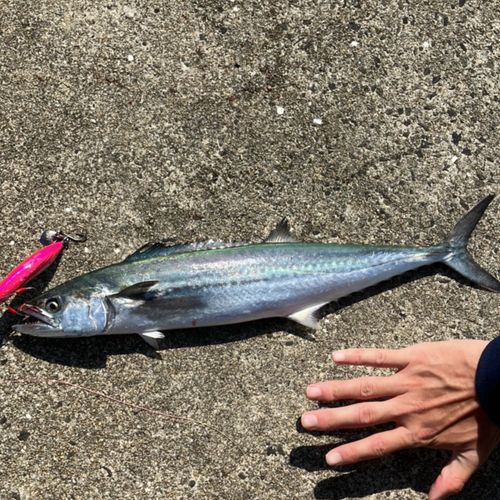 サワラの釣果