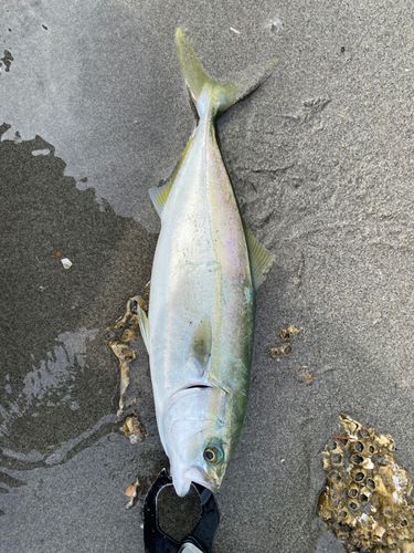 中浜名湖