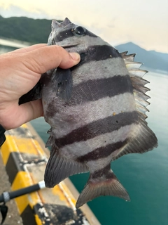 イシダイの釣果