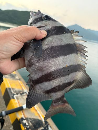 イシダイの釣果