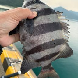 イシダイ
