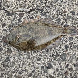 クロガシラガレイ