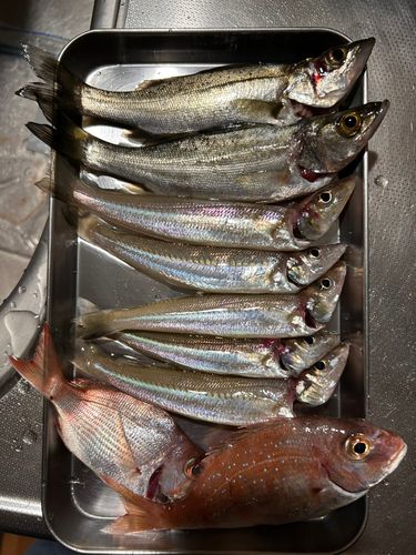 キスの釣果