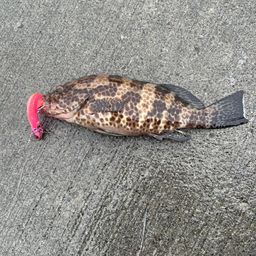 オオモンハタ
