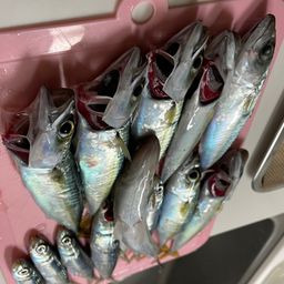 ウルメイワシ