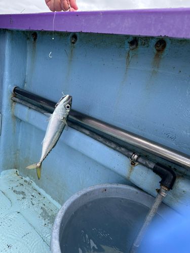 サバの釣果
