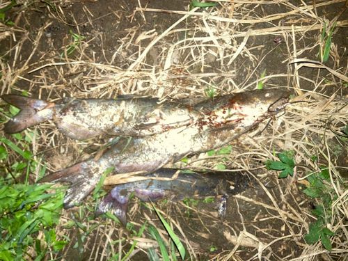 アメリカナマズの釣果