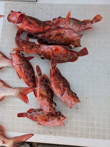 アラカブの釣果