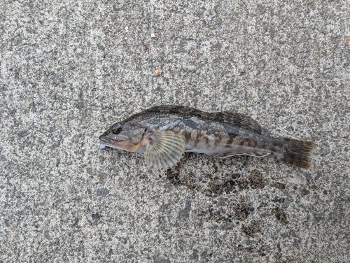 アイナメの釣果
