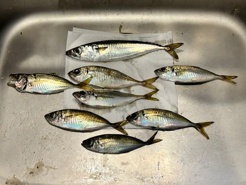 アジの釣果