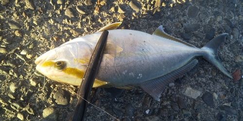 ショゴの釣果