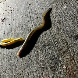 ホタテウミヘビ