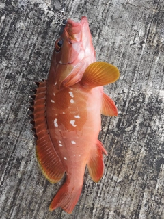 アカハタの釣果