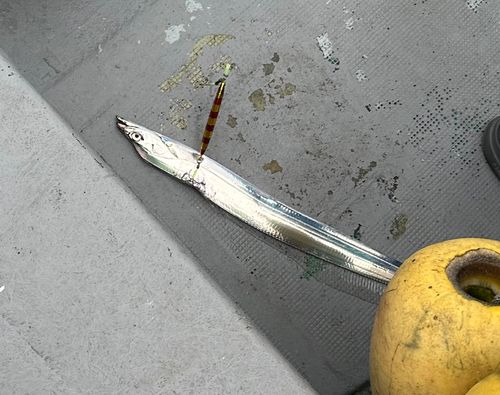 タチウオの釣果