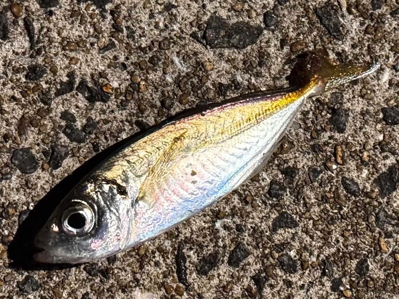 アピア　グランデージライト61 APIA アピア グランデージライト 61 APIA : バックラッシュYahoo