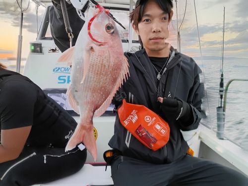 マダイの釣果