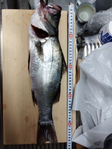 ヒラスズキの釣果